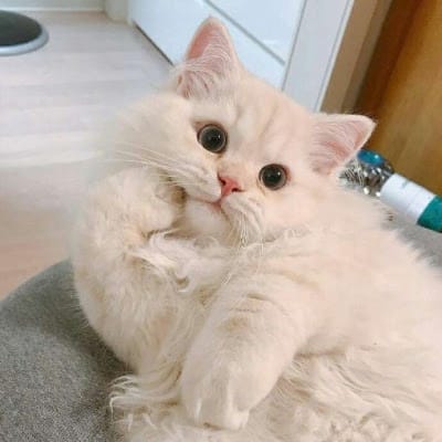 عارف علوی avatar