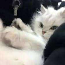 وقار ریاض avatar